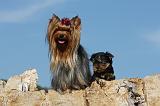 YORKSHIRE TERRIER 520